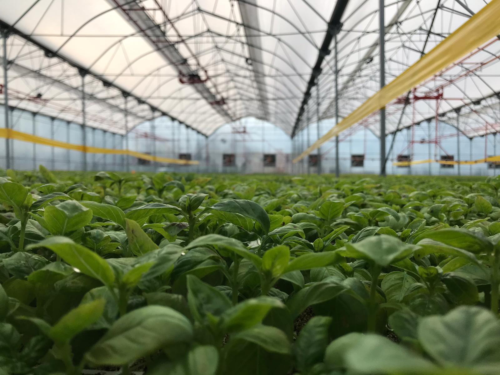Creating a More Productive Growing Space in Your Commercial Greenhouse,More efficient production in the greenhouse,Productive Growing Space in Your Commercial Greenhouse