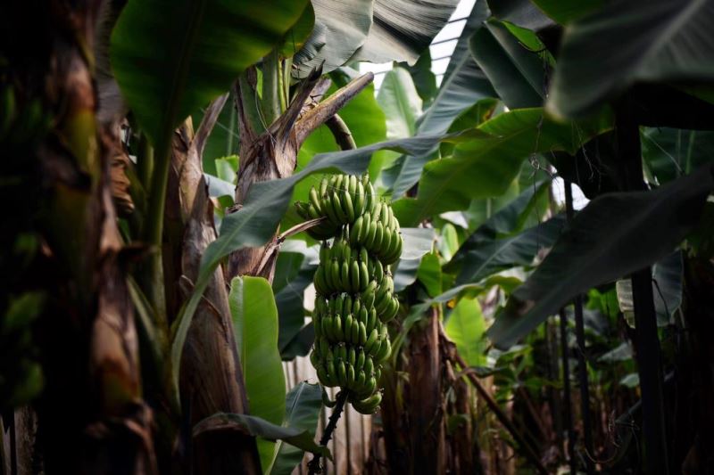 Banana greenhouses must be produced in a way that is resistant to external factors. Banana greenhouses must be produced in a way that is resistant to external factors.