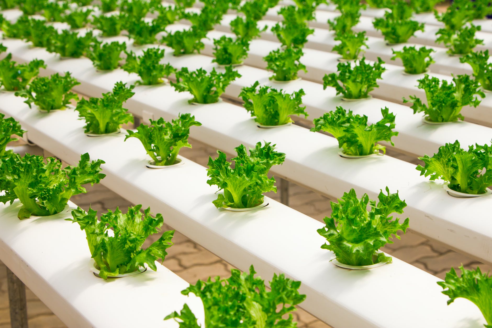 Hydroponic Lettuce Greenhouses