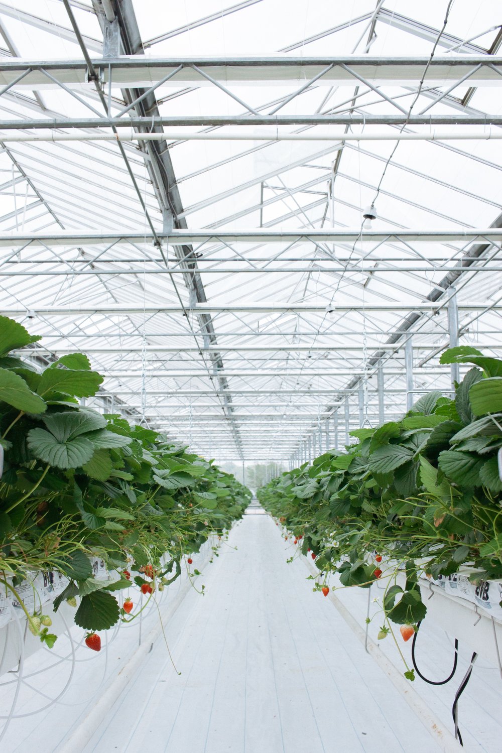 Soilless greenhouse production has started to be preferred in strawberry production due to the chemicals used to solve soil-borne diseases in the cultivation area, deteriorating the structure of the soil and the production volume lost in this process.