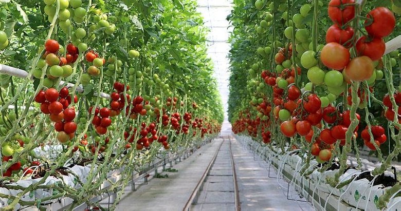 Hydroponic Tomato Greenhouse