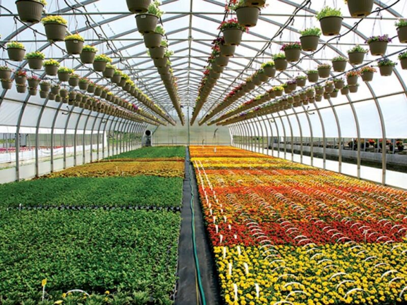 Medicinal Aromatic Plant Greenhouse