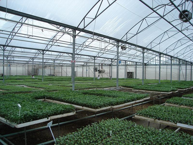 Seedlings are grown in greenhouses, seedbeds, pots or tubes. The first step of production in greenhouse cultivation is to produce healthy seedlings. Both its quality and timing should be well adjusted.